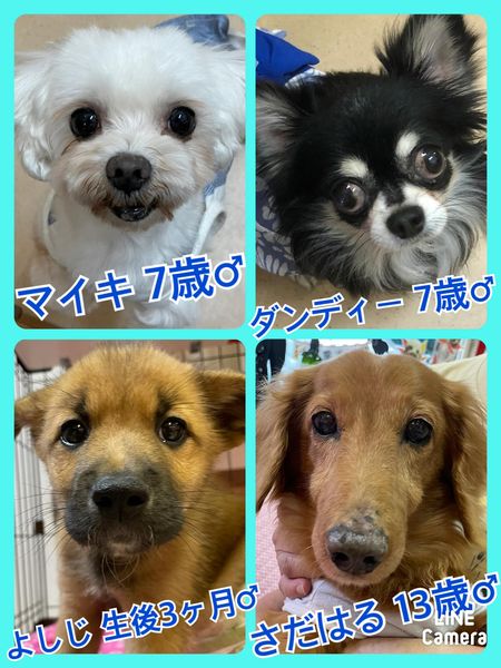 🐾今日の里親様募集中ワンコ🐶メンバーです🐾2022,7,16【保護犬カフェ天神橋店】